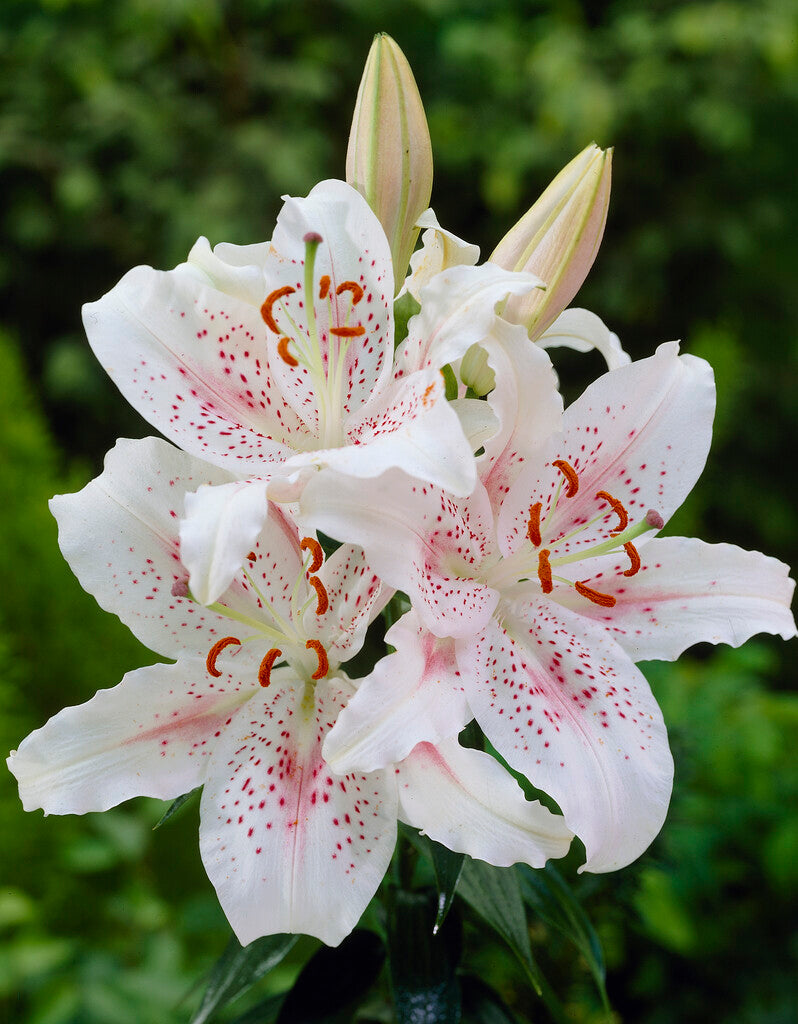 Orientalsk lilje-Lilium Oriental Muscadet 2-pakning
